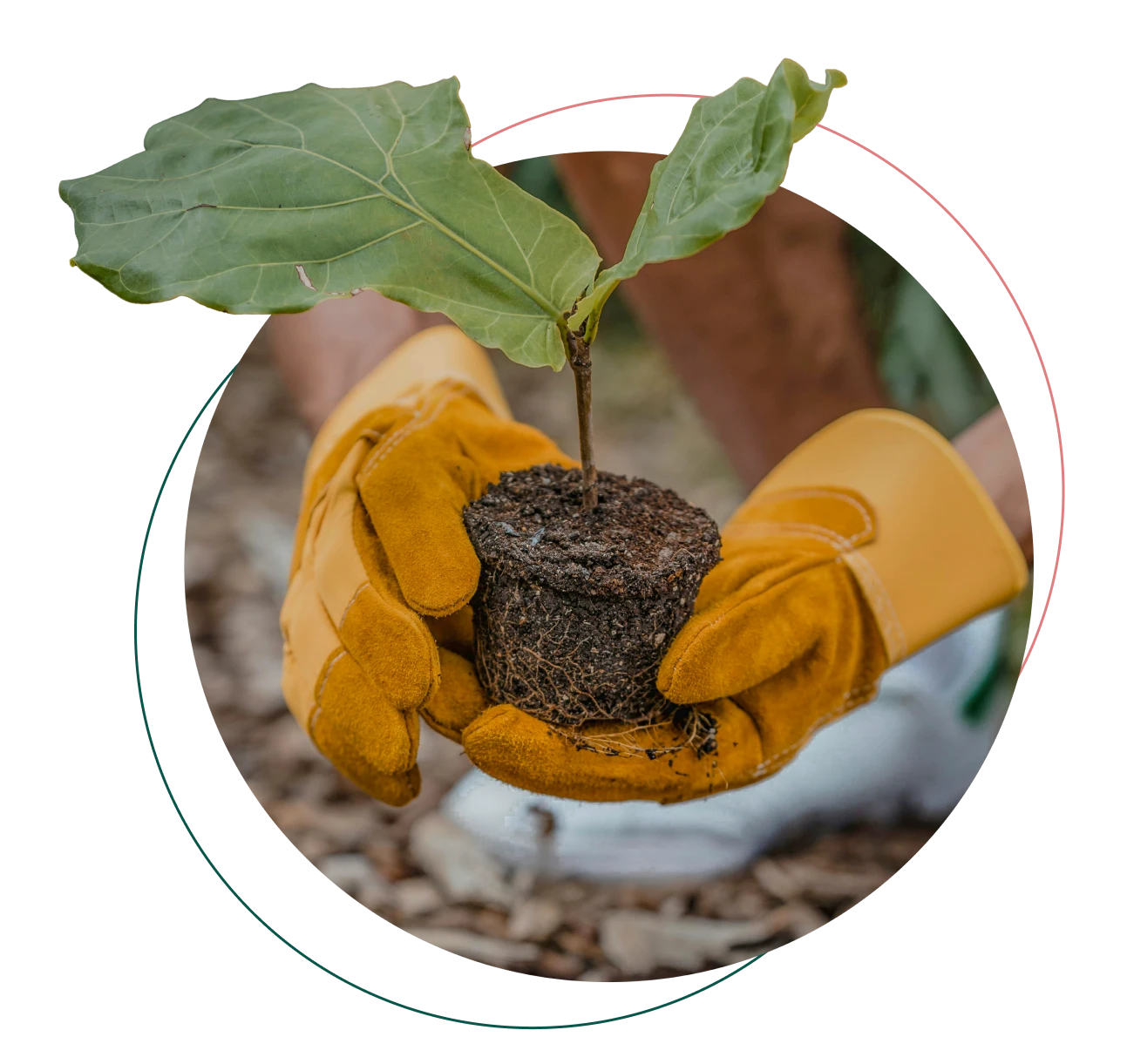 Tree Planting